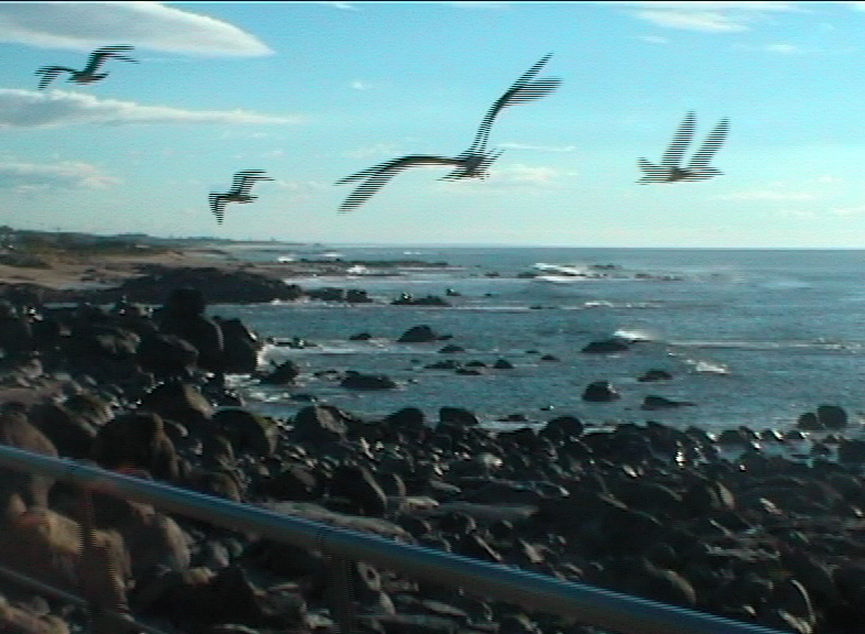 Birds in motion showing interlacing combing artifacts